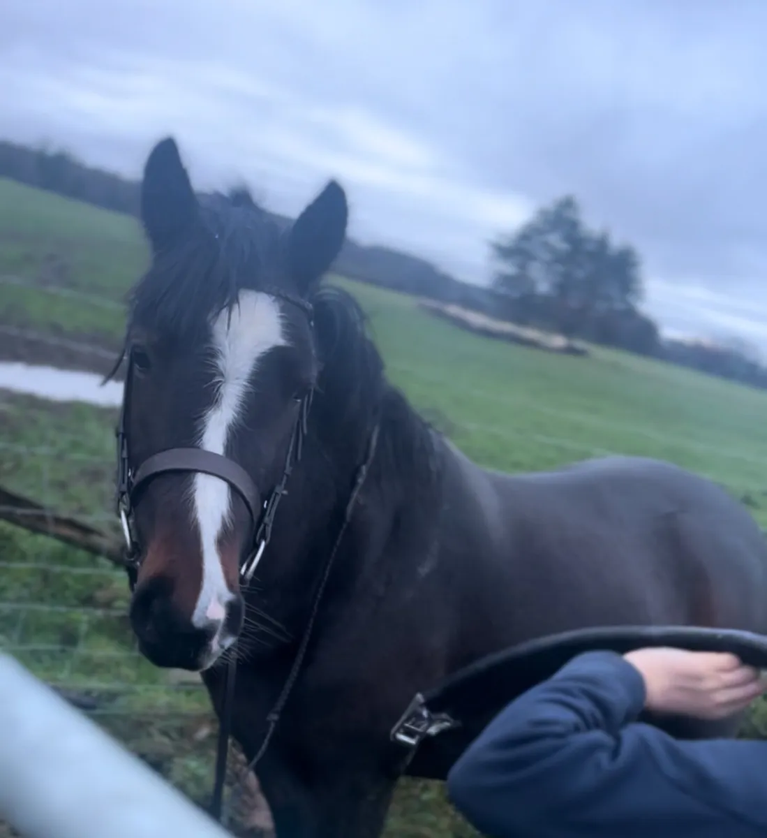 Pony - Image 1