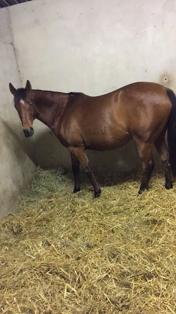 Thoroughbred Broodmares **** make offer - Image 2