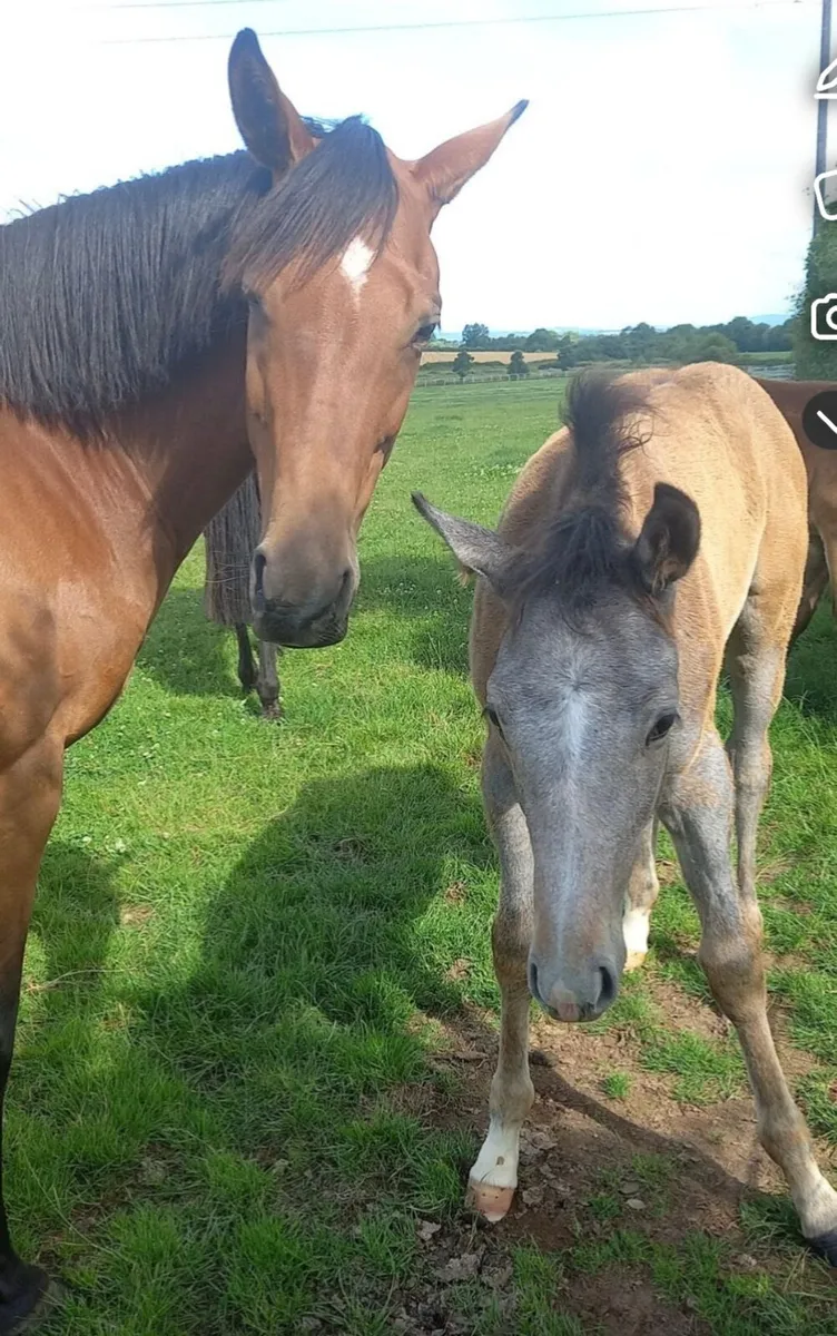 Thoroughbred Broodmares **** make offer - Image 3