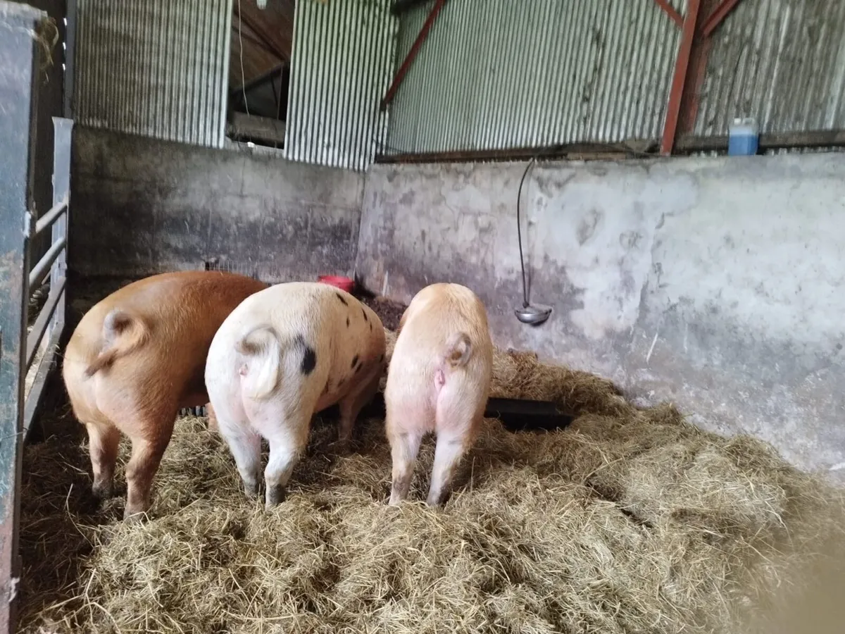 Pigs - Image 1