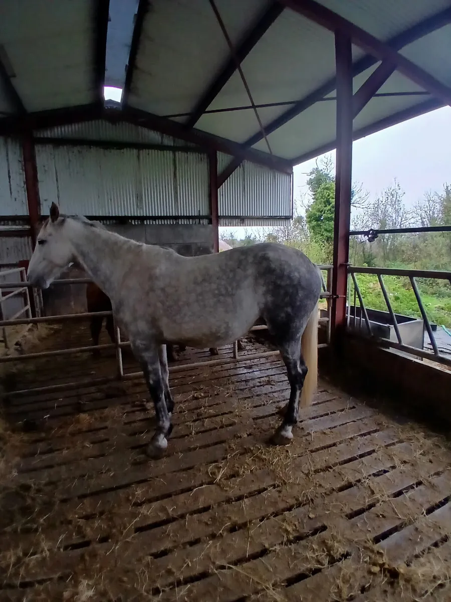 For Sale Irish Draughts - Image 1