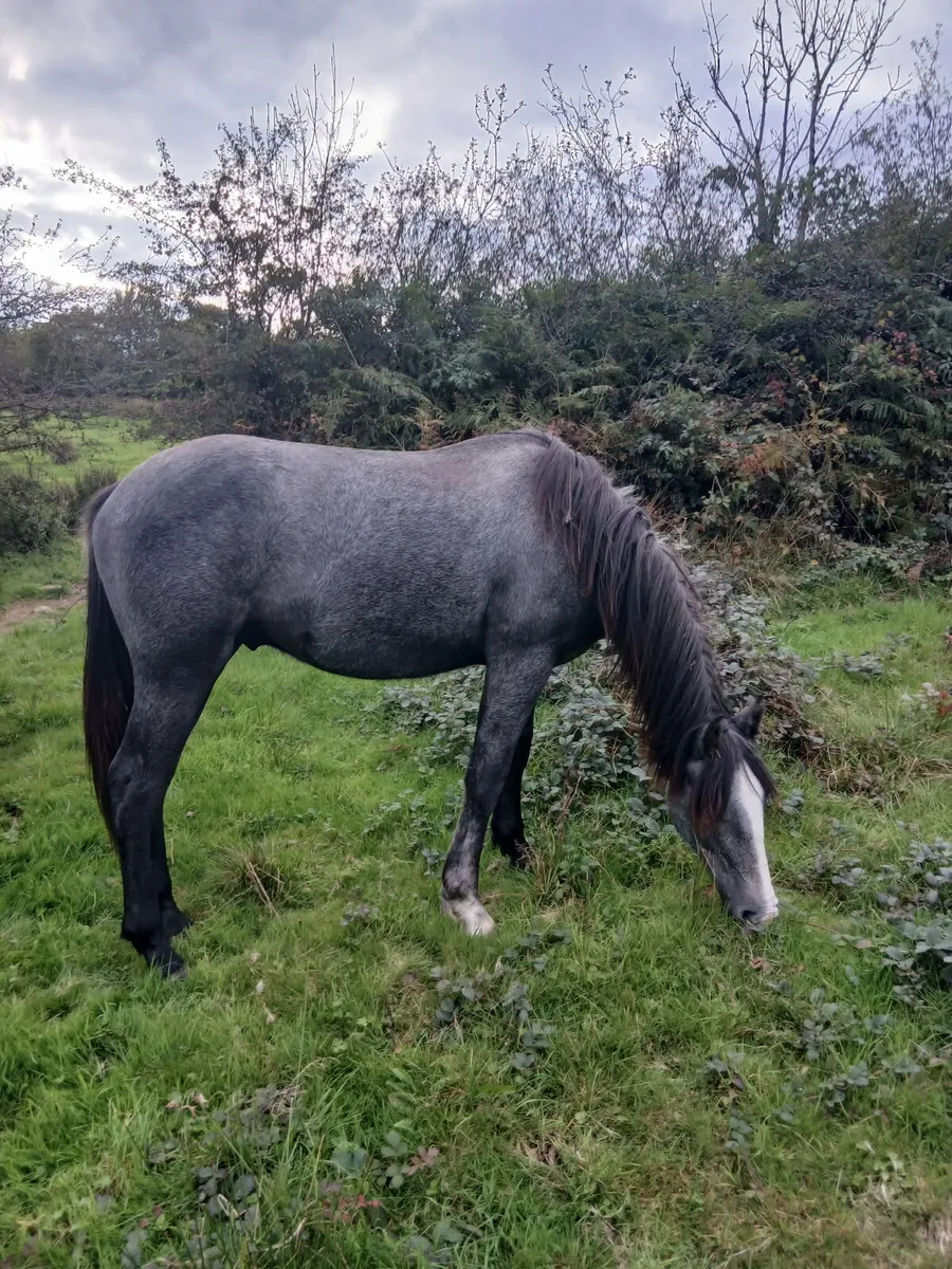 For Sale Irish Draughts - Image 2