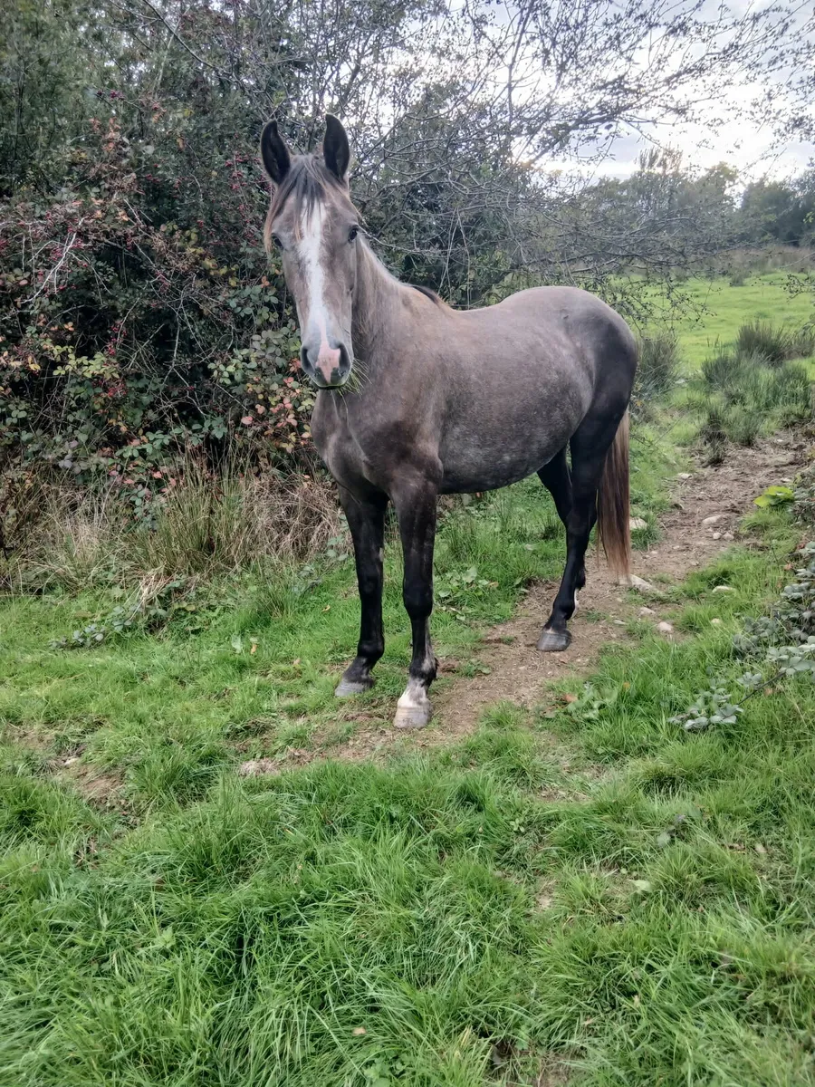 For Sale Irish Draughts - Image 3