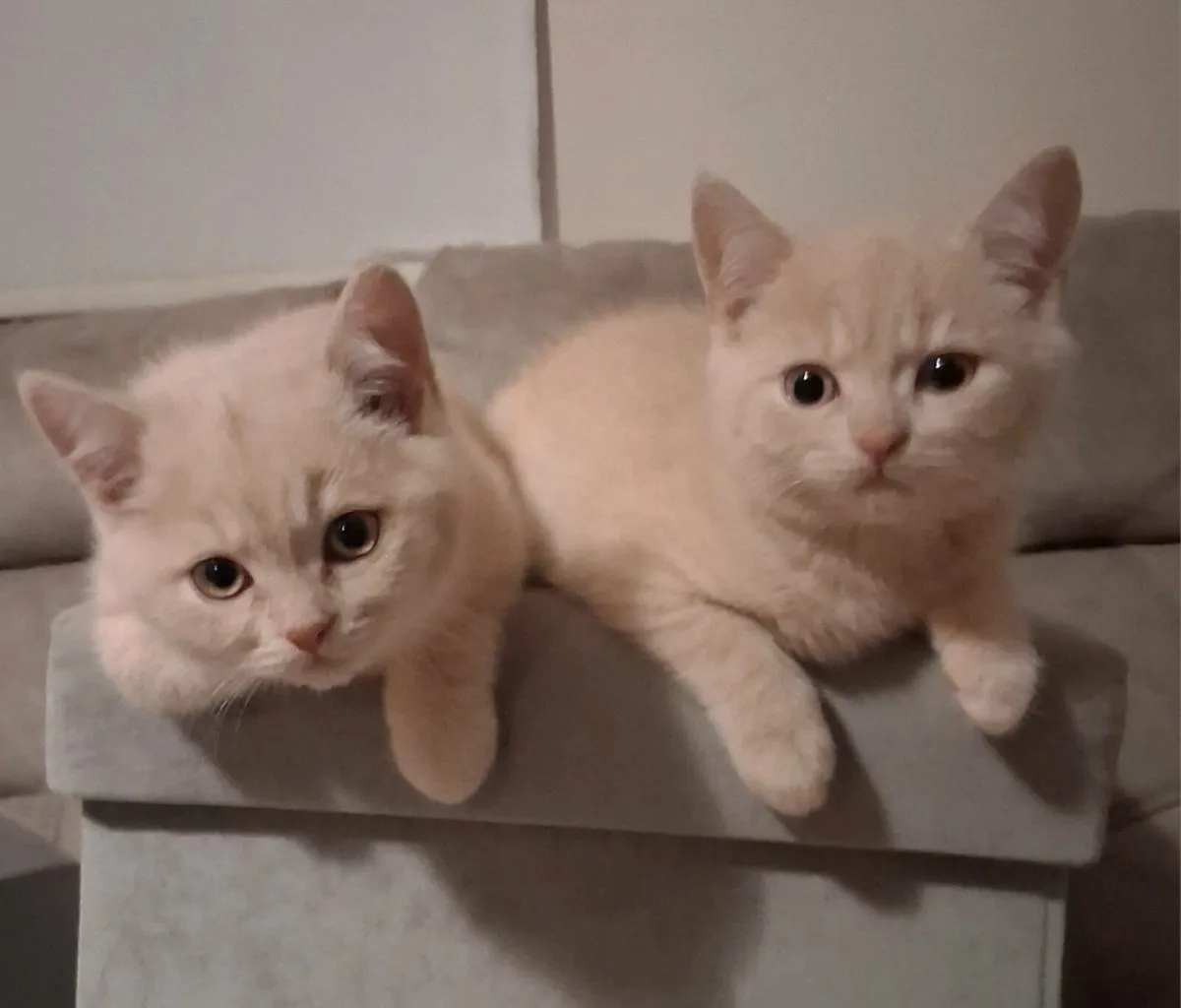British Shorthair Kittens - Image 1
