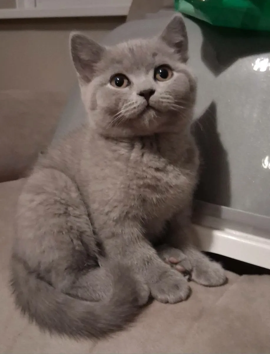 British Shorthair Kittens - Image 2