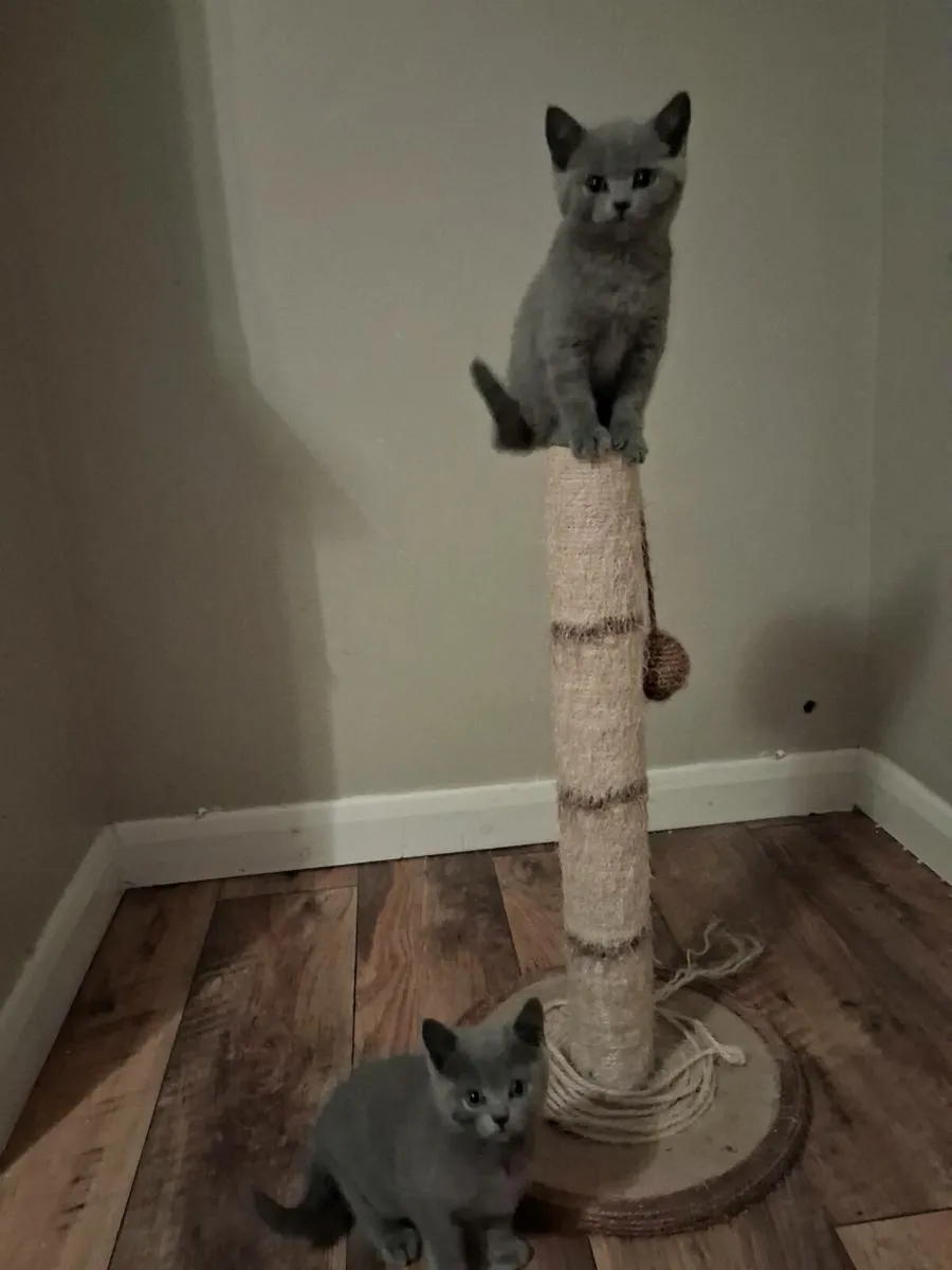 British Shorthair Kittens - Image 3