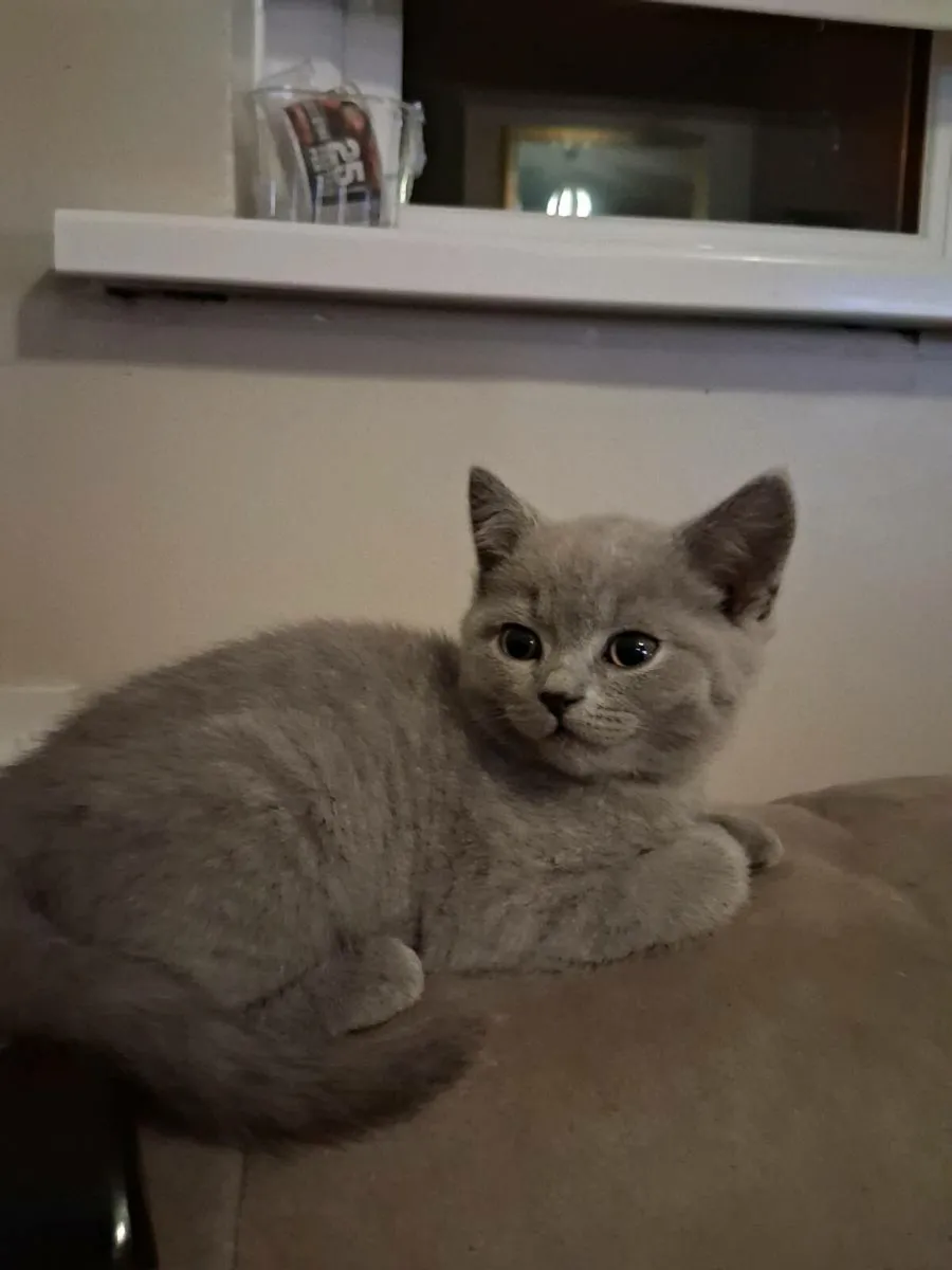 British Shorthair Kittens - Image 4