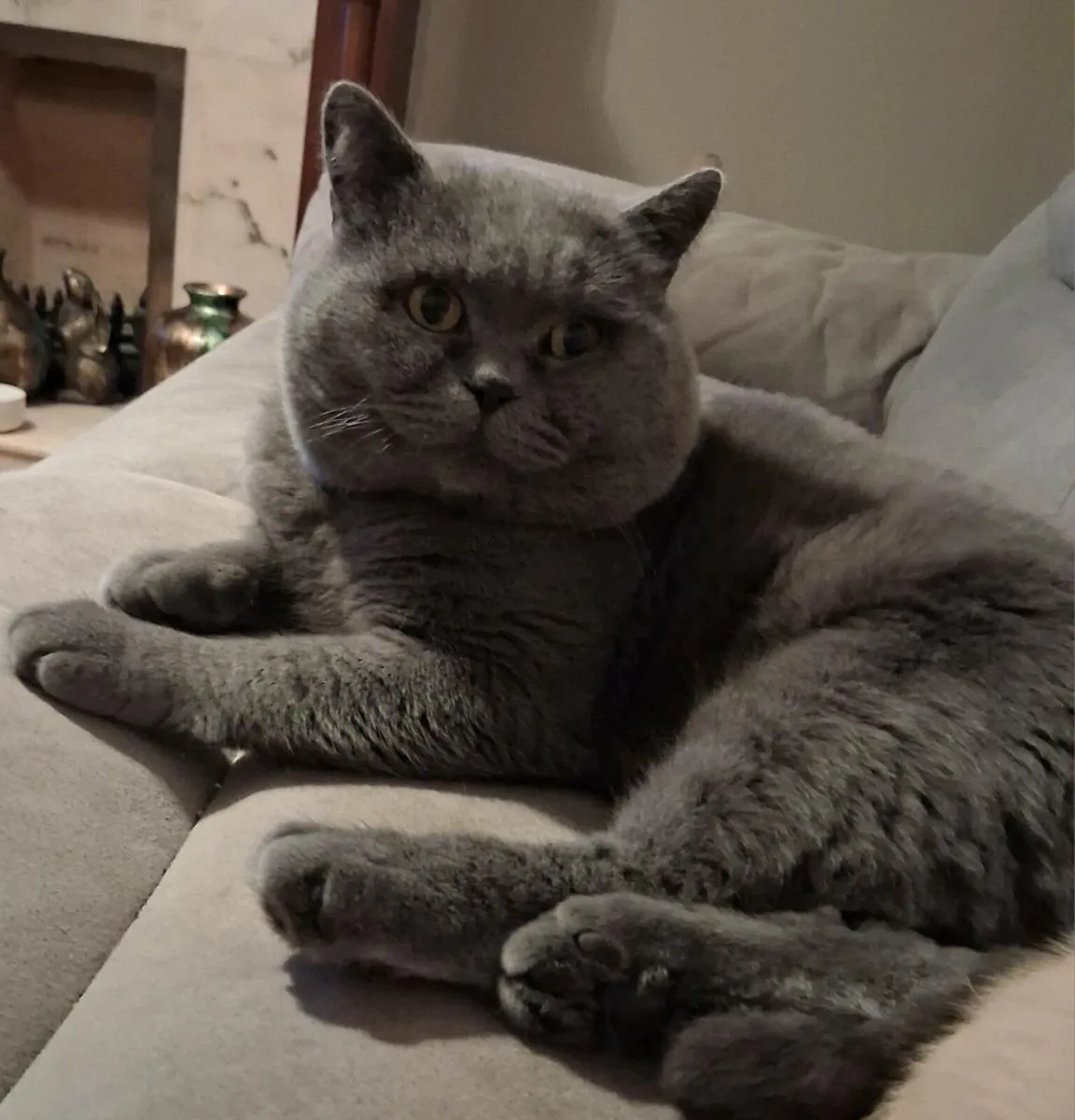 British Shorthair Kittens - Image 4