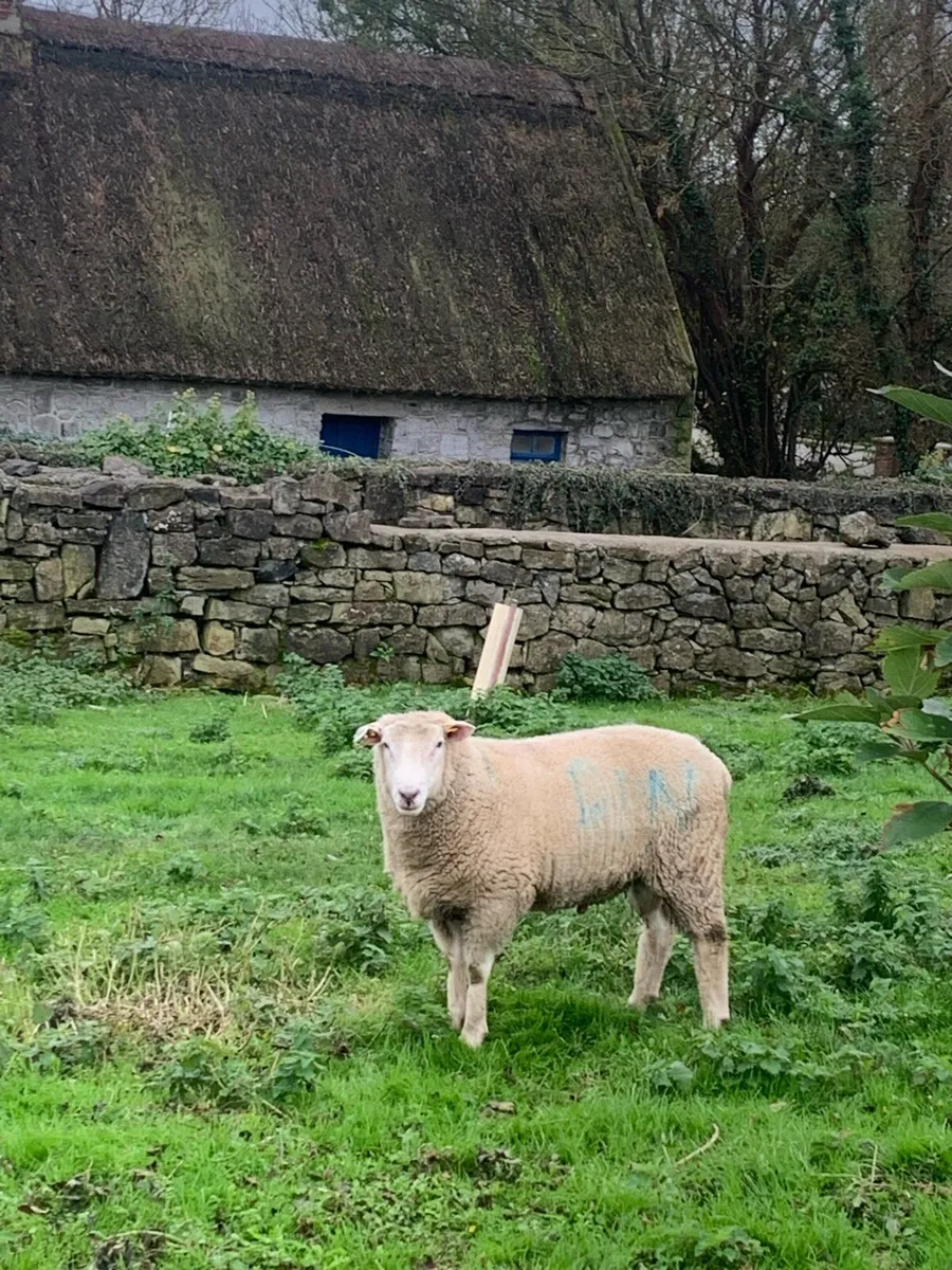 Purebred Galway Ram - Image 1