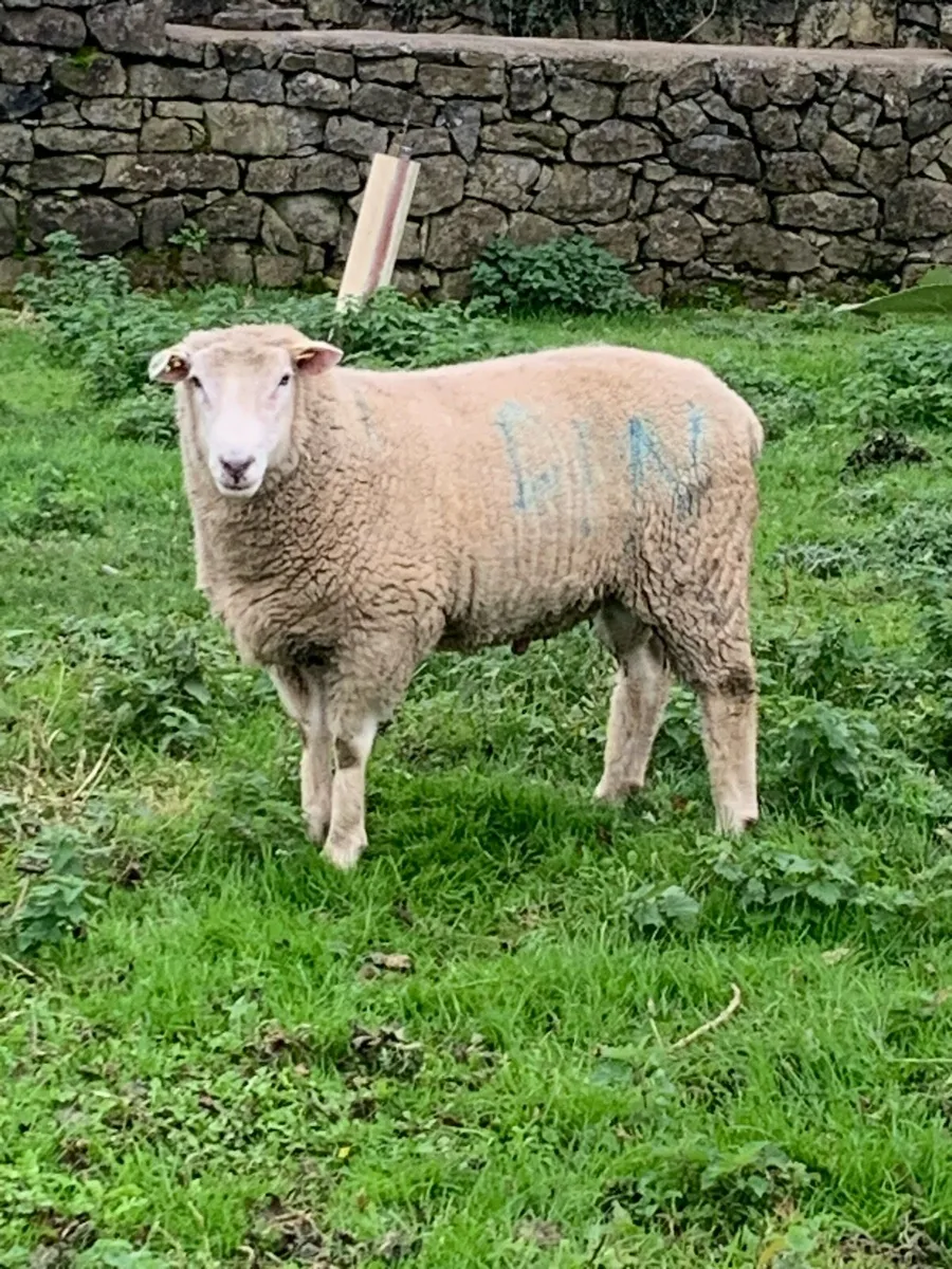 Purebred Galway Ram - Image 2