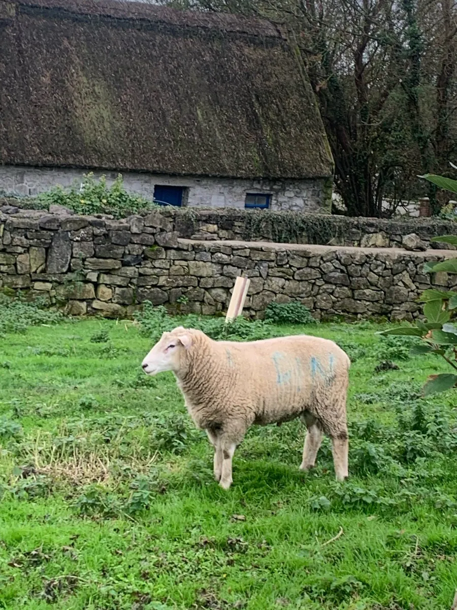 Purebred Galway Ram - Image 3