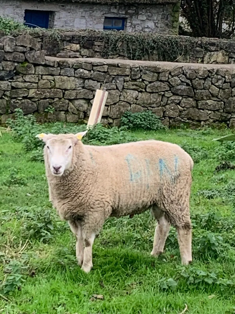 Purebred Galway Ram - Image 4
