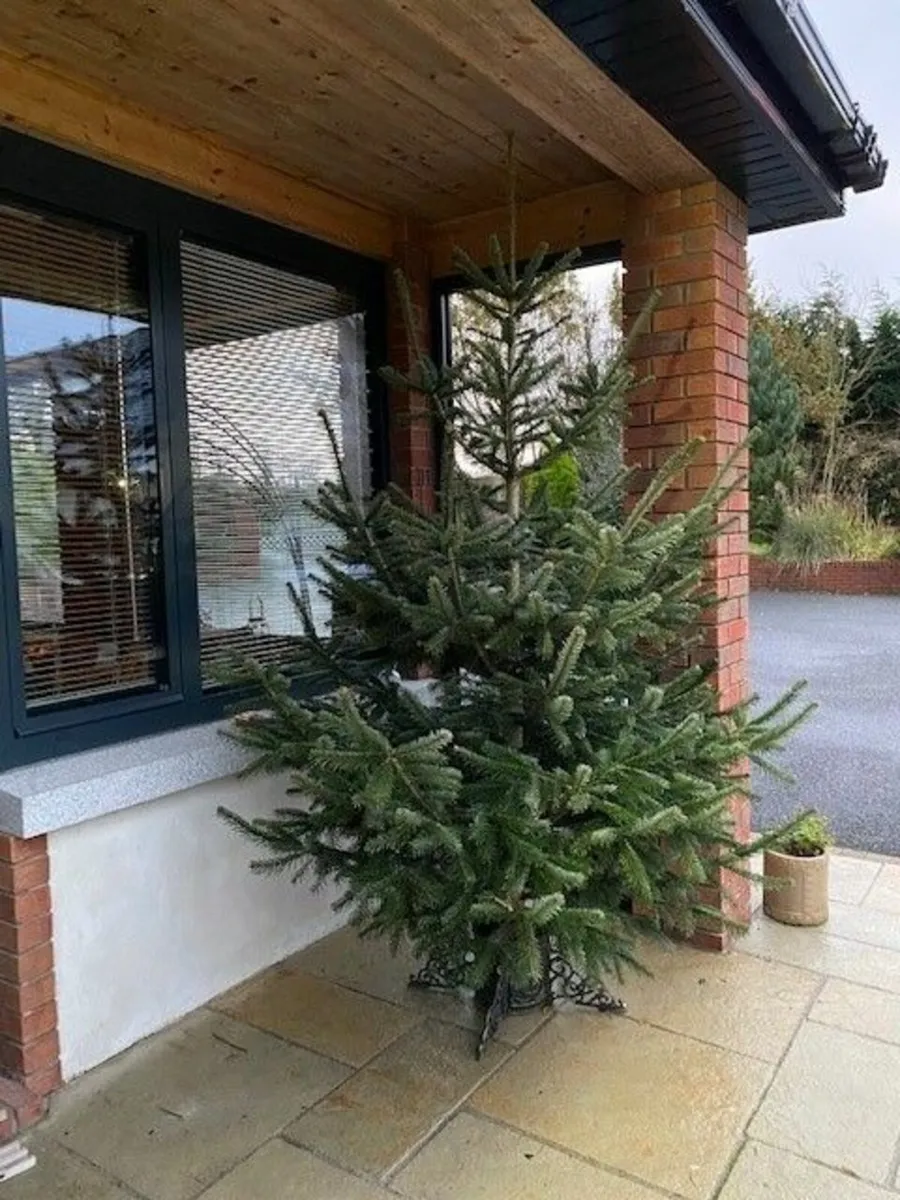 Christmas Trees - Image 2