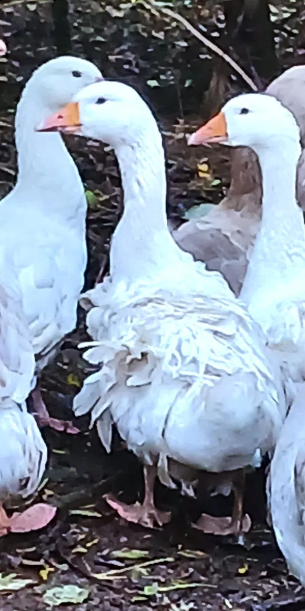 PB Sebastabol pairs x 2. Trio PB Snow Geese (rare) - Image 1