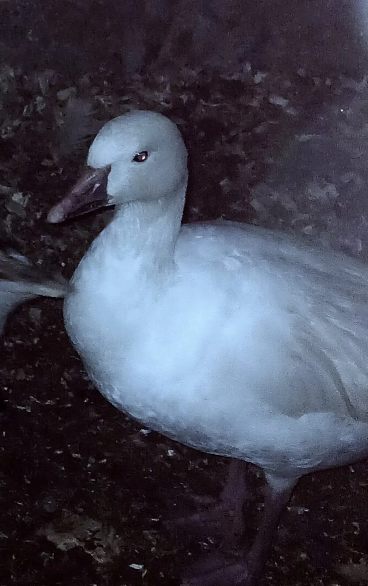 PB Sebastabol pairs x 2. Trio PB Snow Geese (rare) - Image 2