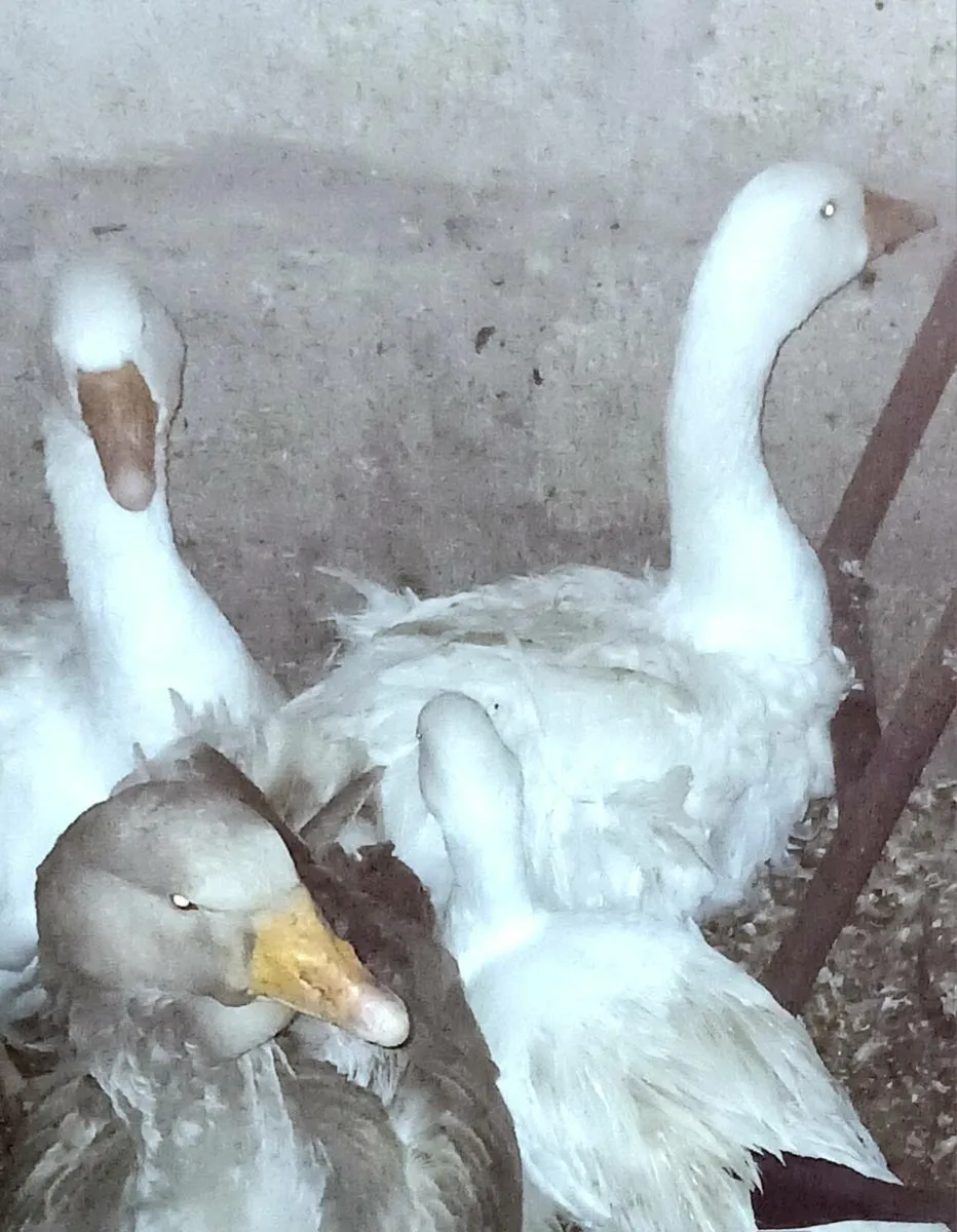 PB Sebastabol pairs x 2. Trio PB Snow Geese (rare) - Image 3
