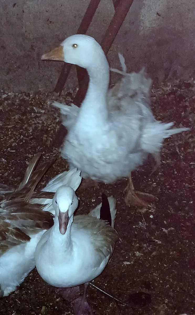 PB Sebastabol pairs x 2. Trio PB Snow Geese (rare) - Image 4