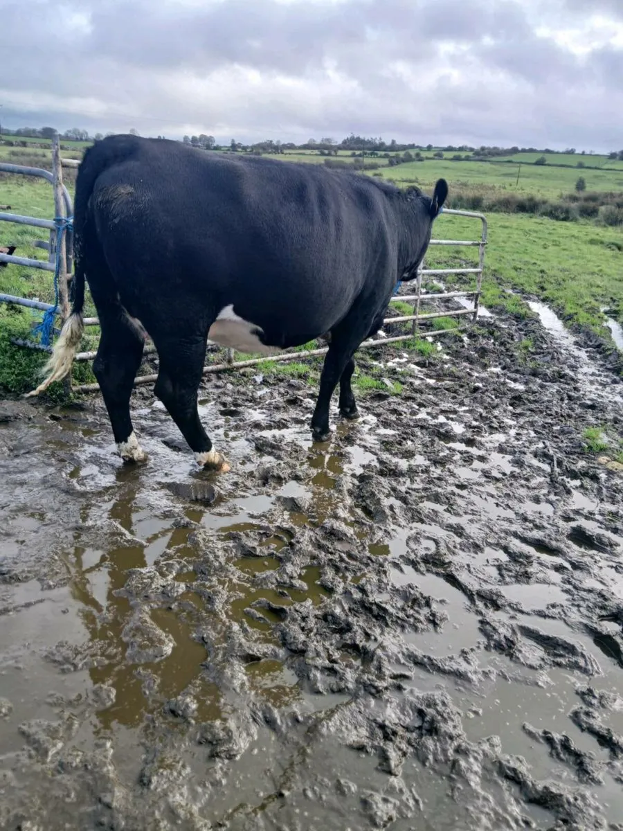 6 in calf heifers - Image 1