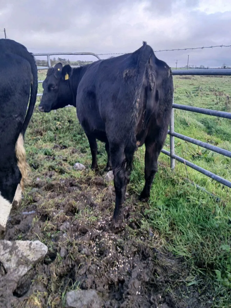 6 in calf heifers - Image 2
