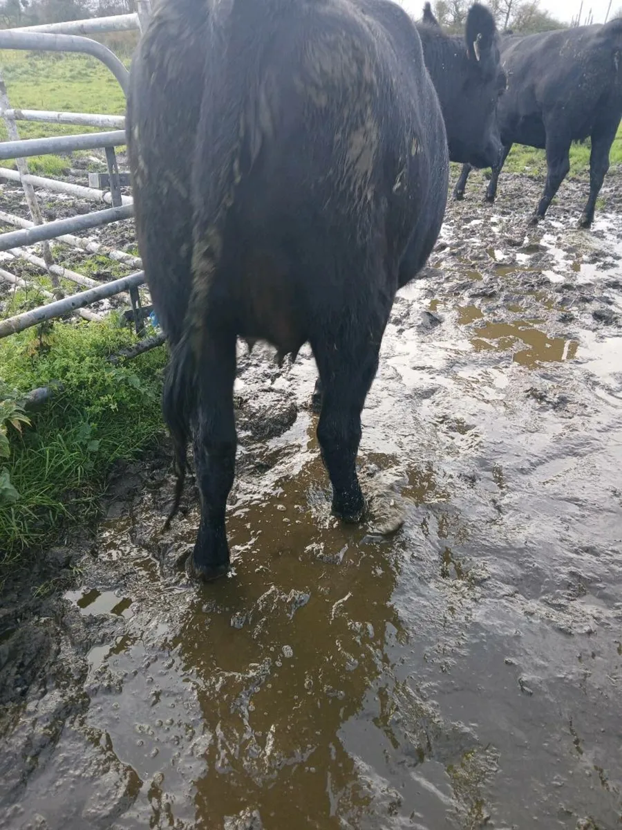 6 in calf heifers - Image 3