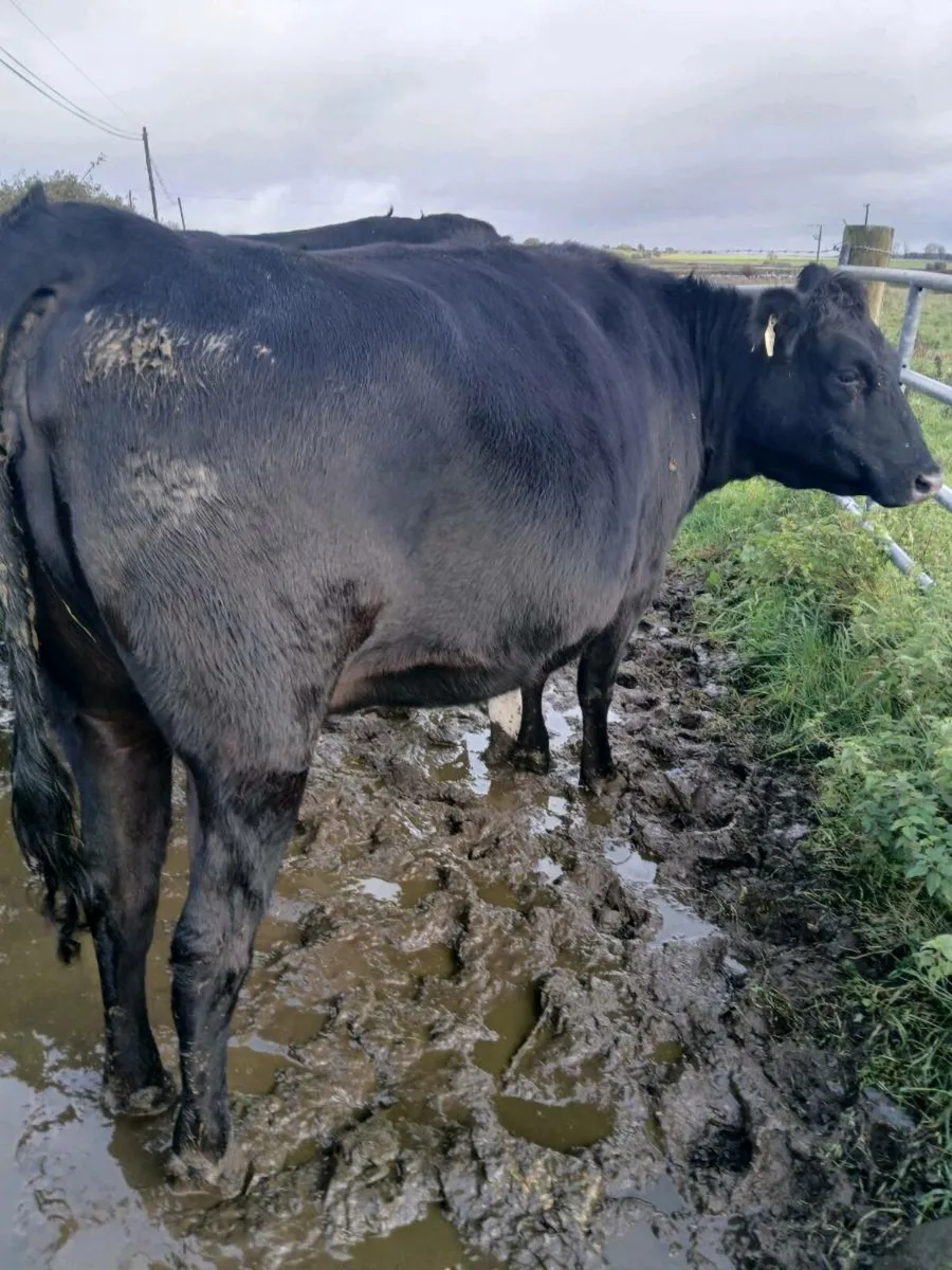 6 in calf heifers - Image 4