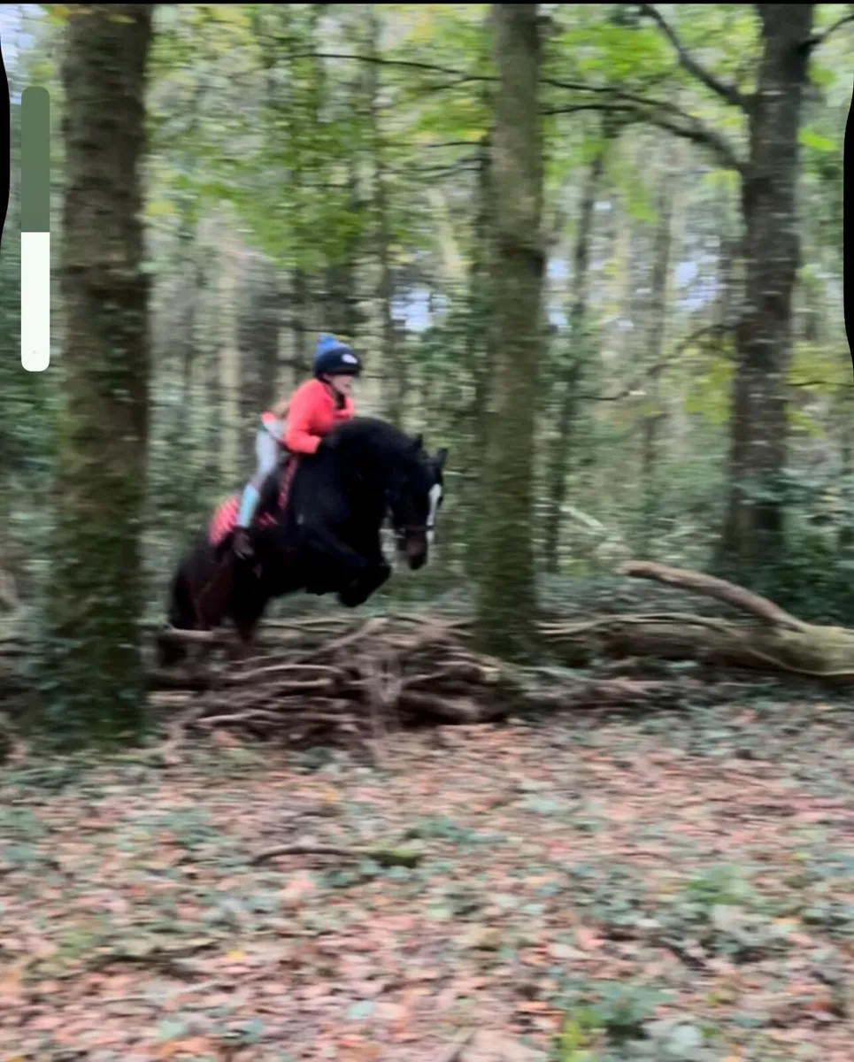 Pony - Image 4