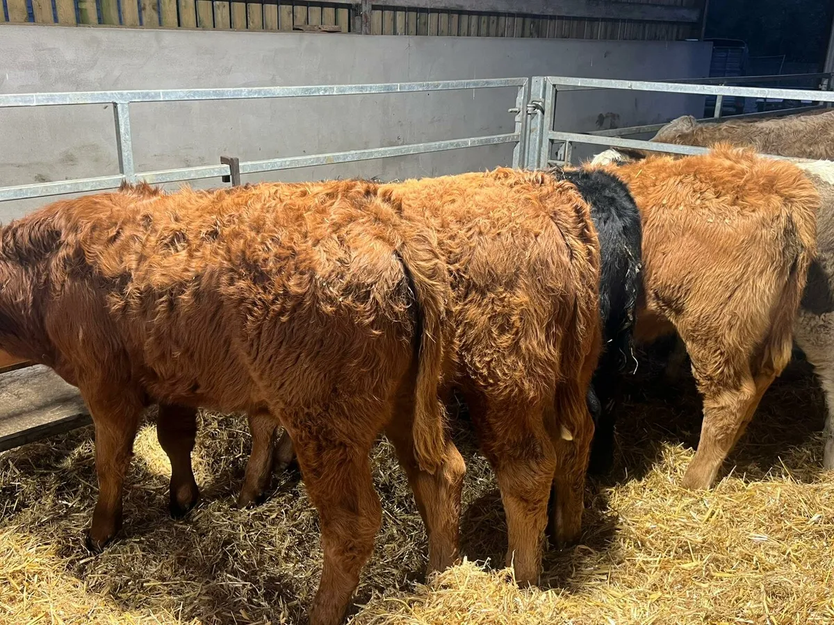 Limousin & Charolais Bulls - Image 1