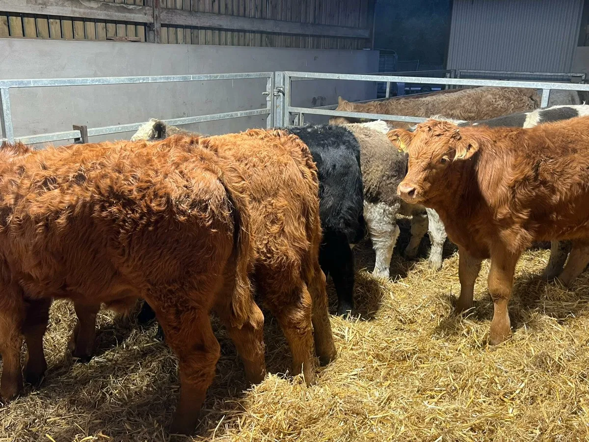 Limousin & Charolais Bulls - Image 2