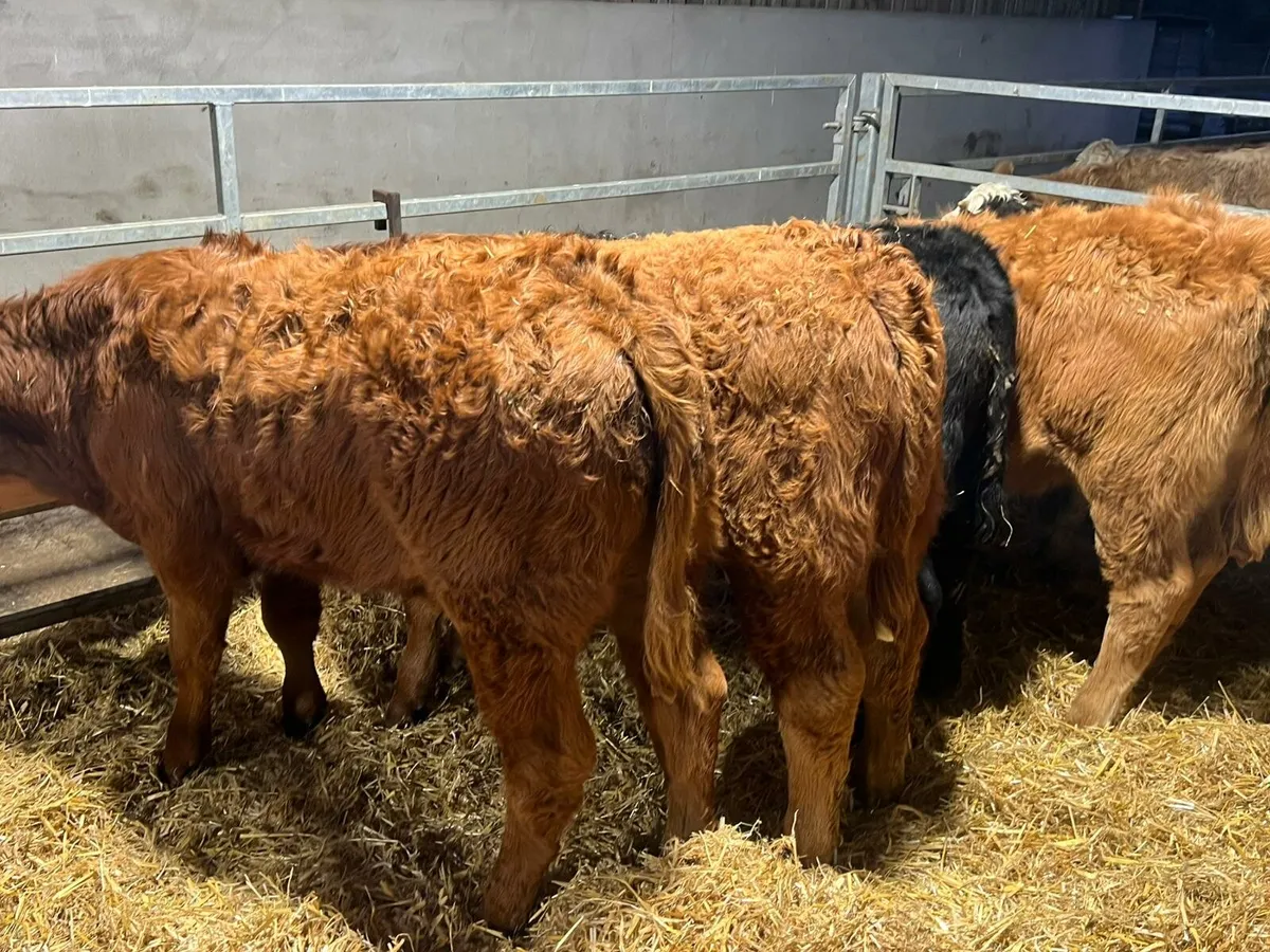 Limousin & Charolais Bulls - Image 3