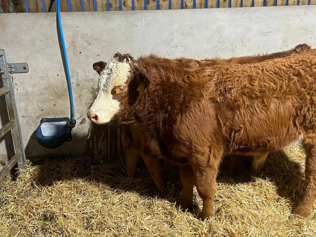 Limousin & Charolais Bulls - Image 4