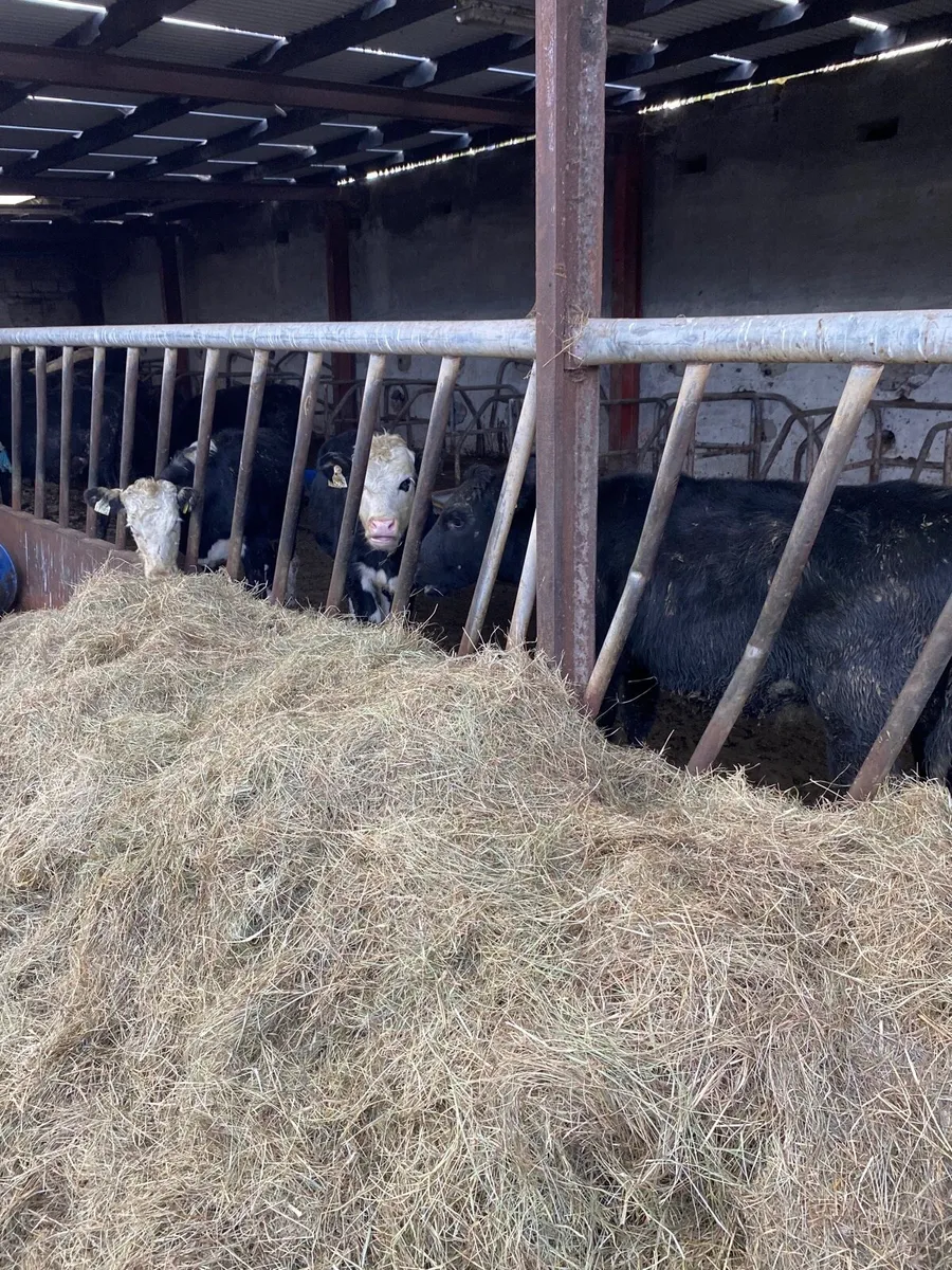 Hay for sale