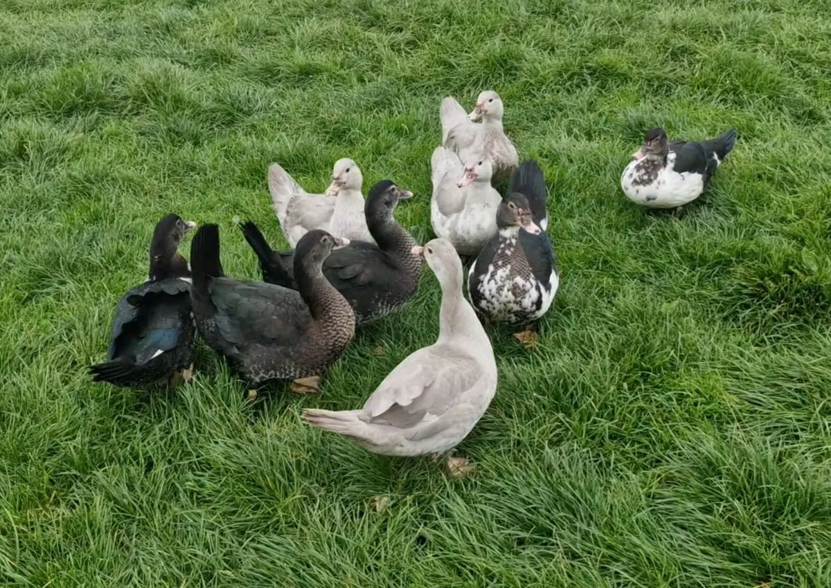 Muscovys,females & ducklings - Image 1