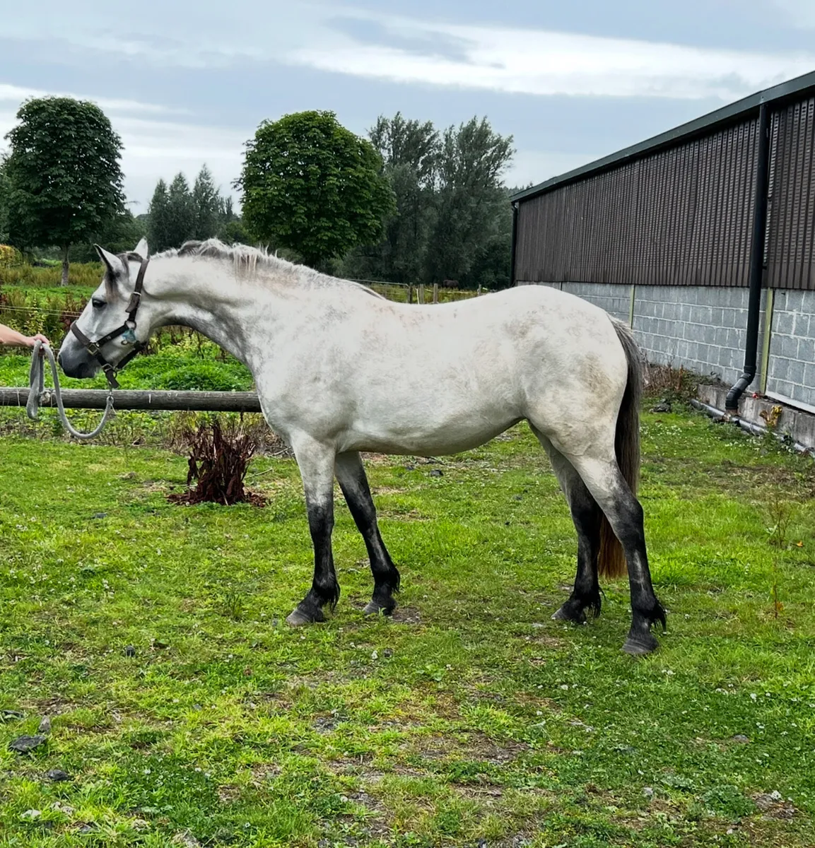 14.2 genuine fun Connemara mare - Image 1