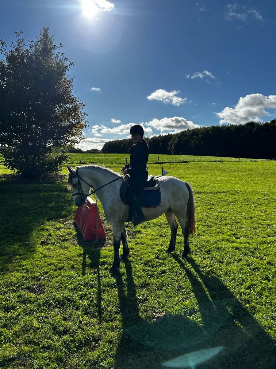 14.2 genuine fun Connemara mare - Image 4