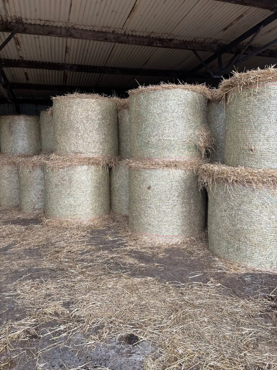 Barley and wheaten straw - Image 1