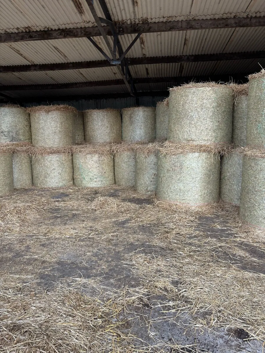 Barley and wheaten straw - Image 2
