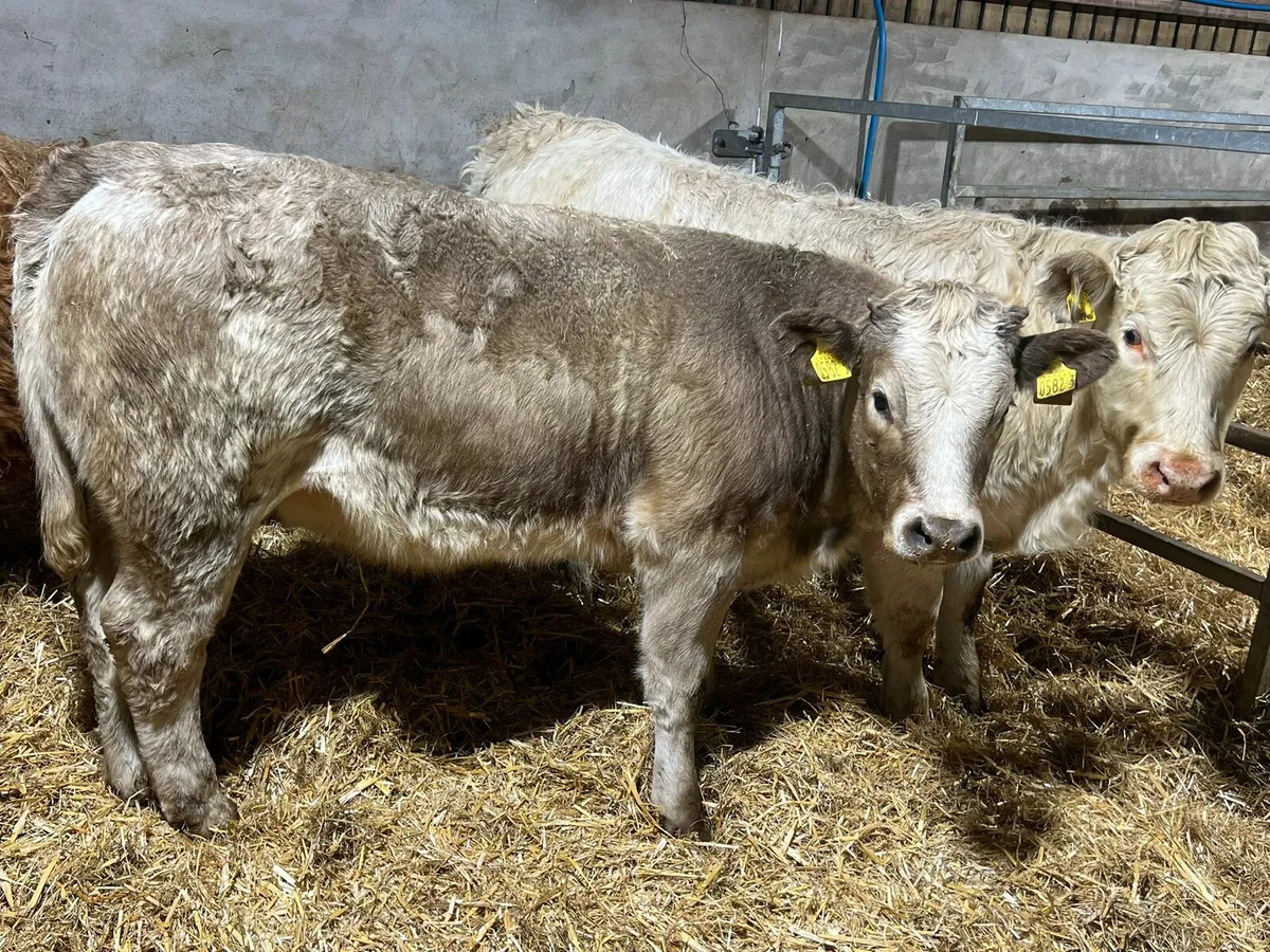 Charolais Heifers - Image 1