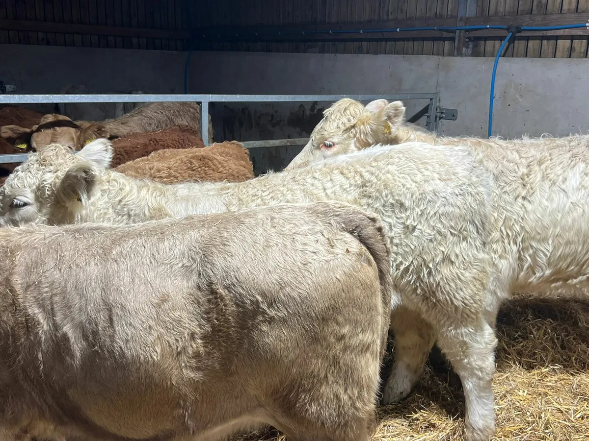 Charolais Heifers - Image 2