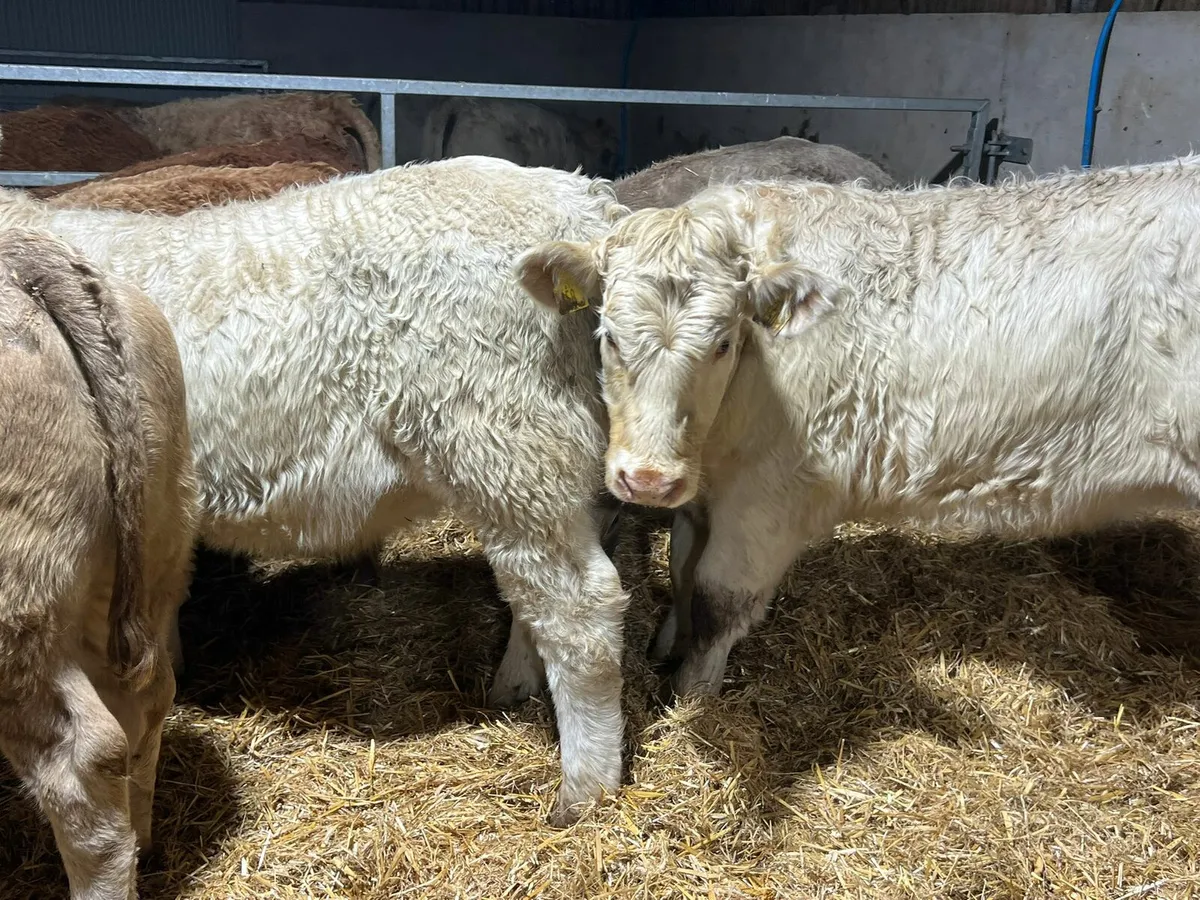 Charolais Heifers - Image 3