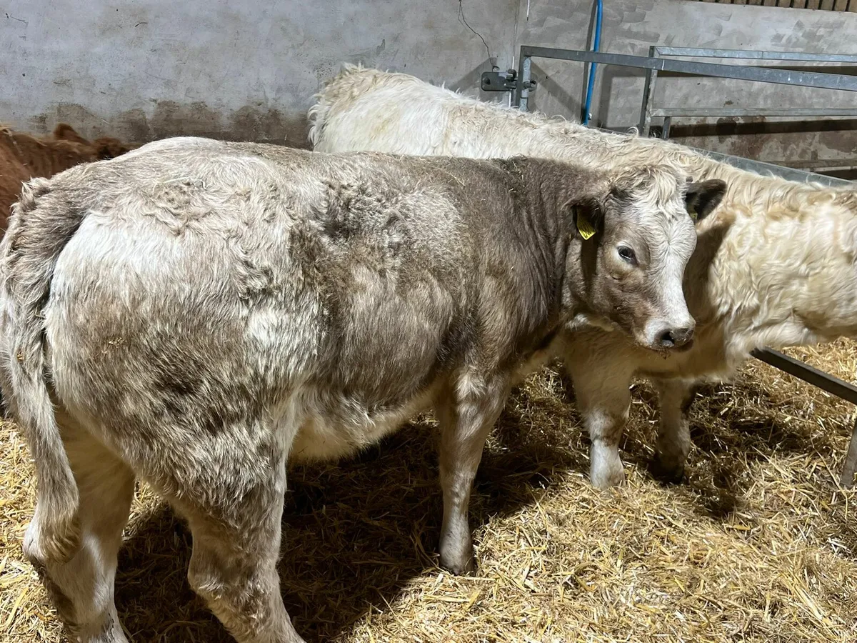 Charolais Heifers - Image 4