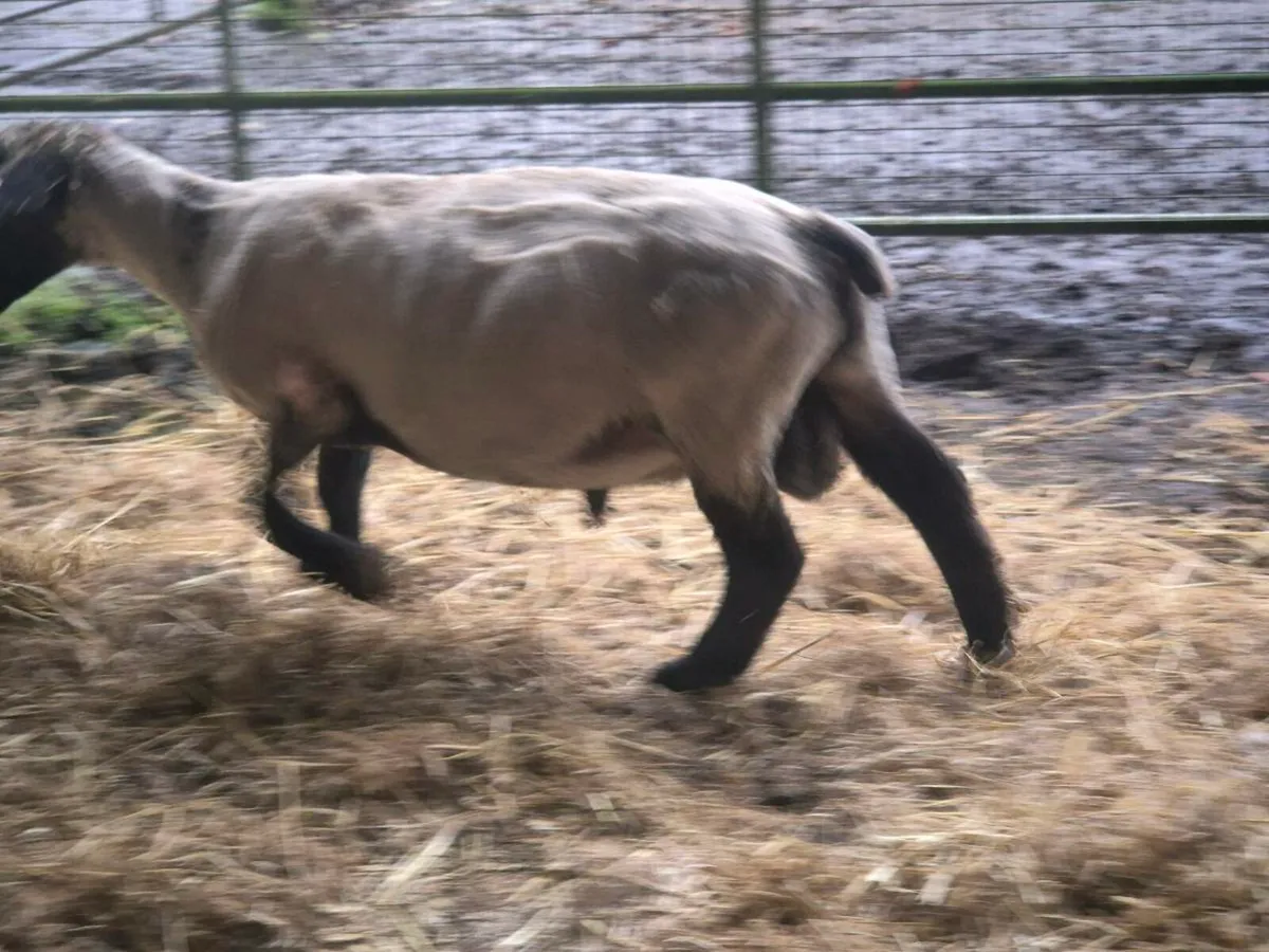 Pbnr Suffolk Rams and ewes - Image 1