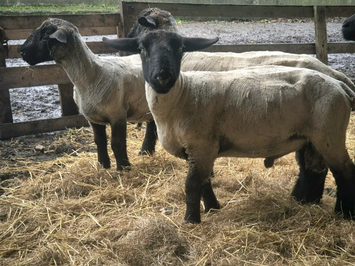Pbnr Suffolk Rams and ewes - Image 2