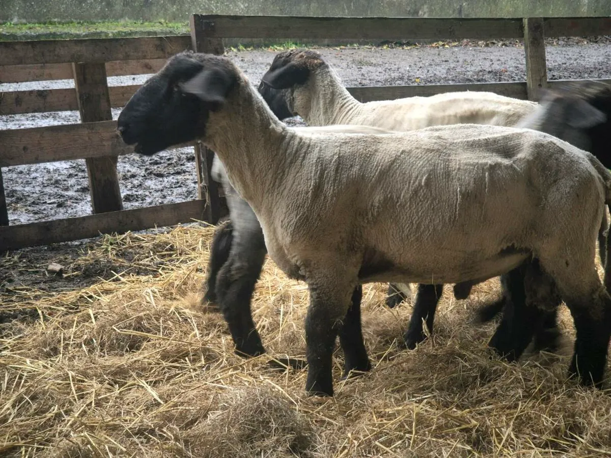 Pbnr Suffolk Rams and ewes - Image 3
