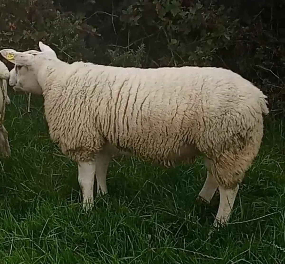 Pedigree Texel Ram Lamb - Image 1