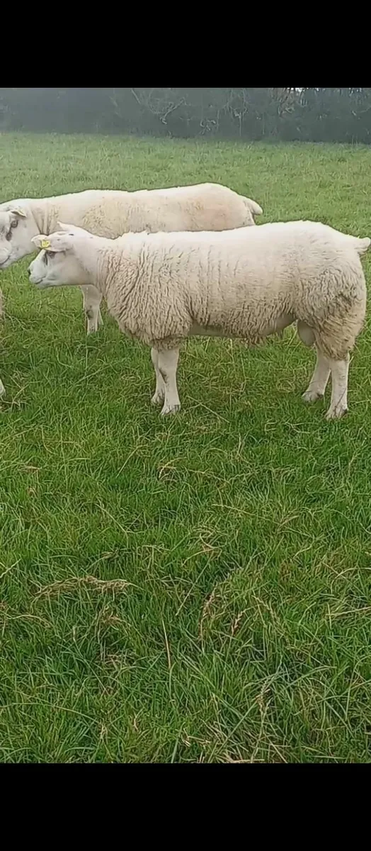 Pedigree Texel Ram Lamb - Image 2