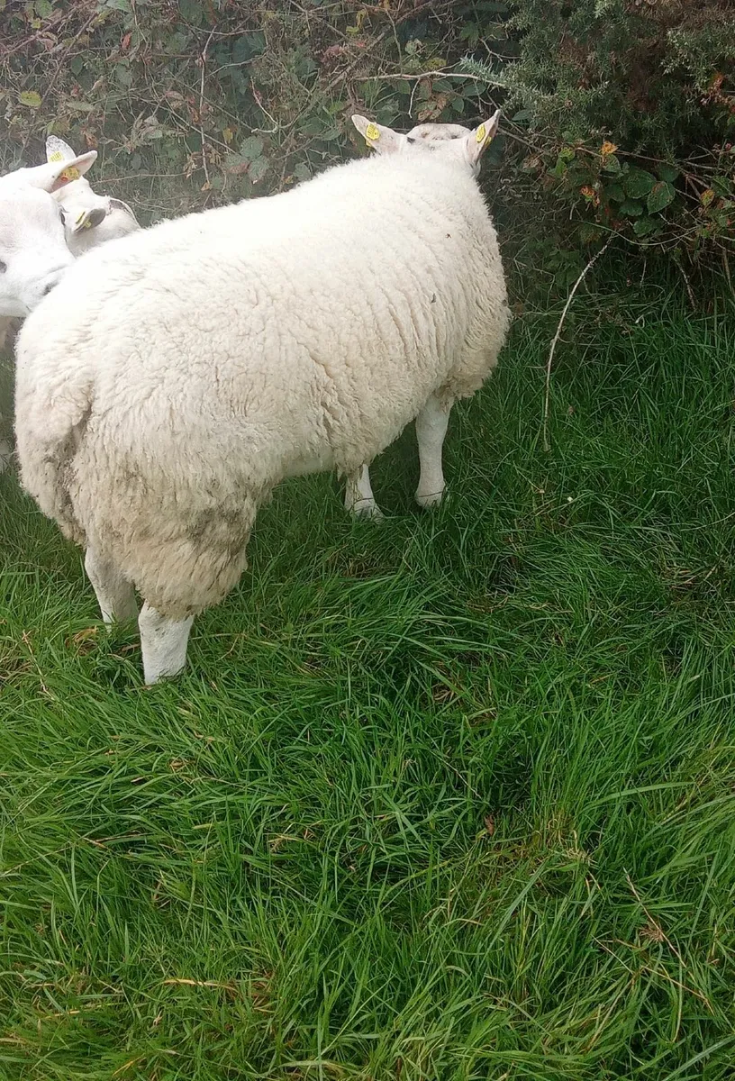 Pedigree Texel Ram Lamb - Image 3