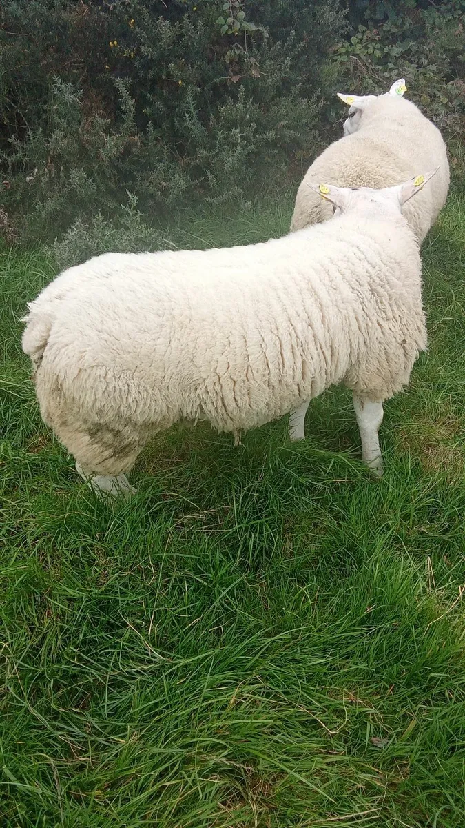 Pedigree Texel Ram Lamb - Image 4