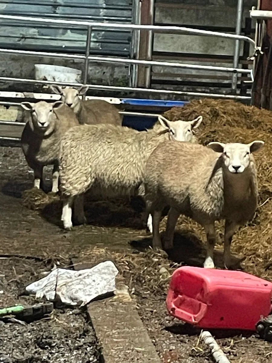 Ewe lambs - Image 1