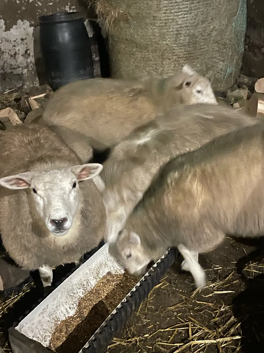 Ewe lambs - Image 2