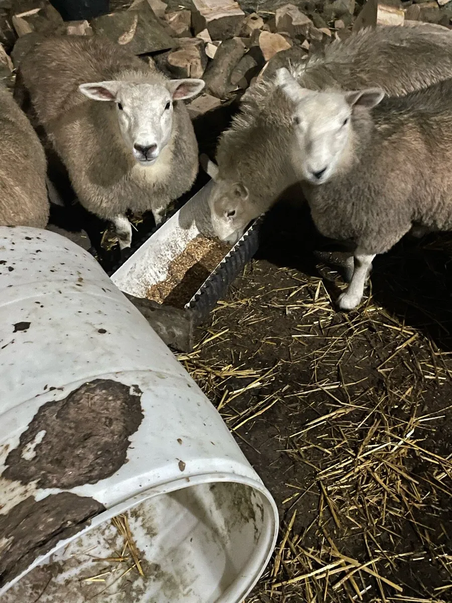 Ewe lambs - Image 3